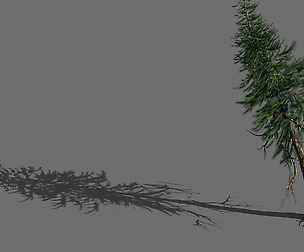 branches-different scales-large fruit-spruce 11