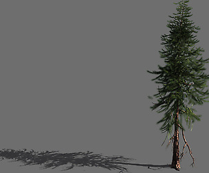 branches-different scales-large fruit-spruce 12