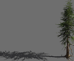 branches-different scales-large fruit-spruce 13