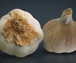 Garlic