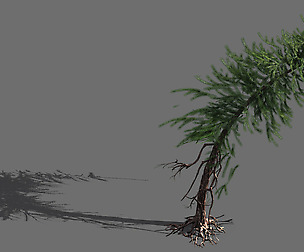 branches-different scales-large fruit-spruce 14