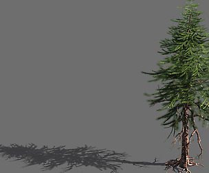 branches-different scales-large fruit-spruce 15