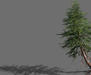 branches-different scales-large fruit-spruce 16