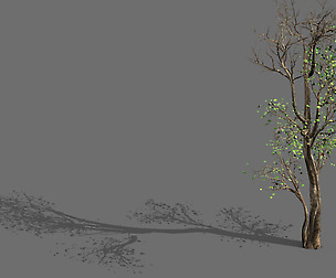 Big Tree-Plant-Wood 014
