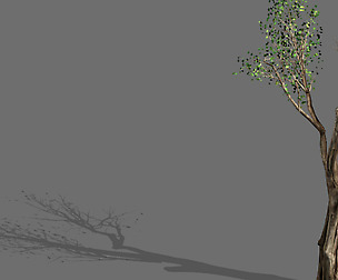 Big Tree-Plant-Wood 032