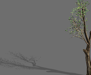 Big tree-plant-wood 045