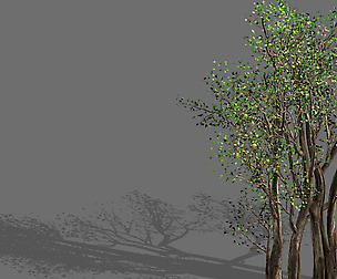 Big tree-plant-wood 056