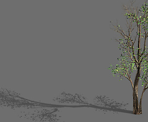 Big Tree-Plant-Wood 087