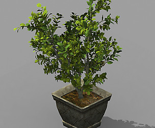 Datang-South-Bonsai 25