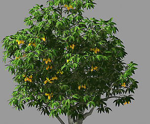 Lilac Garden-Mango Tree 01