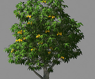 Lilac Garden-Mango Tree 02
