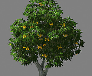 Lilac Garden-Mango Tree 03