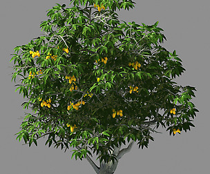 Lilac Garden-Mango Tree 04
