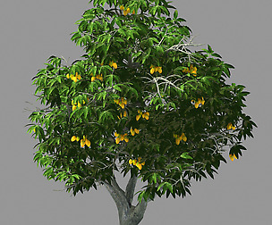 Lilac Garden-Mango Tree 05