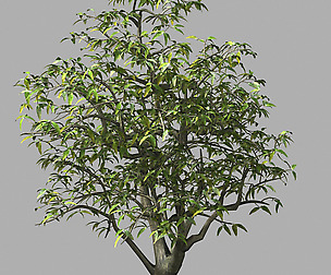 Lilac Garden-Mango Tree 06