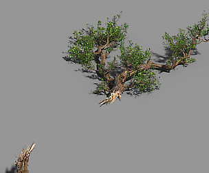 Broken Wood-Branch 02
