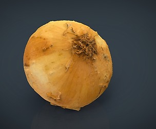 Onion