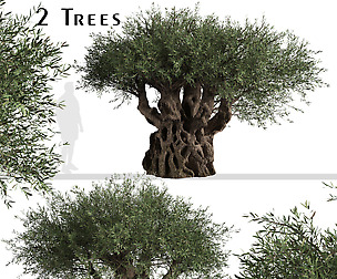 Set of Olive Trees (Olea europaea) (2 Trees)
