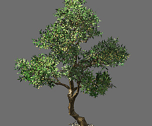 Osmanthus tree-shrub-vine-grass-fern-alga 1