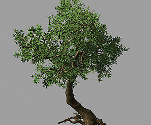 Osmanthus tree-shrub-vine-grass-fern-alga 12