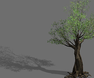 Salix-desert plant 12