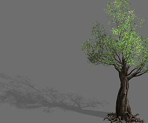 Salix-desert plant 13