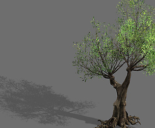 Salix-desert plant 14