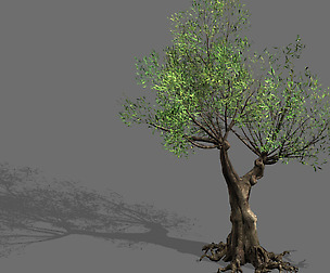 Salix-desert plant 15