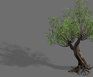 Salix-desert plant 16