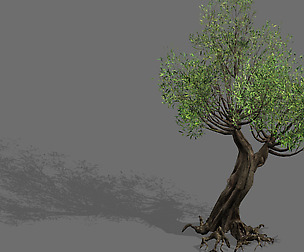 Salix-desert plant 17