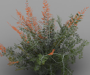 Tamarisk-plant-fern 12