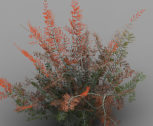 Tamarisk-plant-fern 16