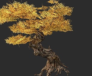 Populus euphratica-poplar-special tree 14