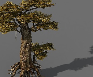 Populus euphratica-poplar-special tree 15