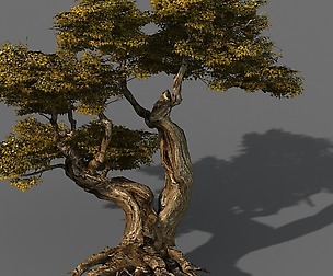 Populus euphratica-poplar-special tree 16