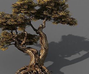 Populus euphratica-poplar-special tree 17