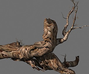 Populus euphratica-poplar-special tree 19