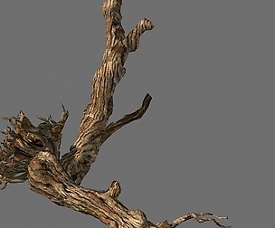 Populus euphratica-poplar-special tree 20
