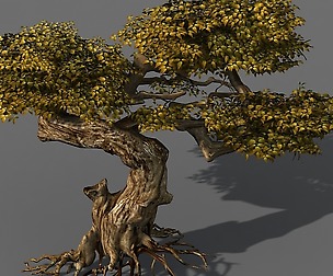 Populus euphratica-poplar-special tree 21