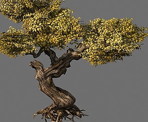 Populus euphratica-poplar-special tree 22