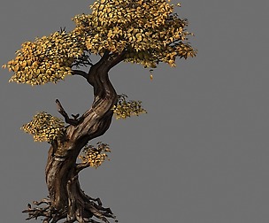 Populus euphratica-poplar-special tree 24