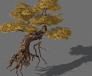 Populus euphratica-poplar-special tree 25