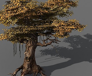 Populus euphratica-poplar-special tree 28