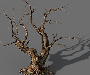 Populus euphratica-poplar-special tree 29
