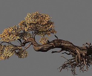 Populus euphratica-poplar-special tree 30