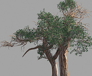 Populus euphratica-poplar-special tree 31