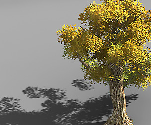 Populus euphratica-poplar-special tree 33