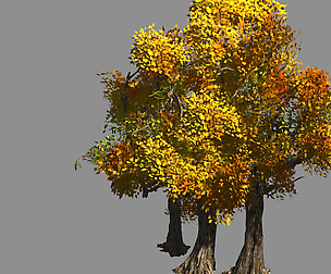 Populus euphratica-poplar-special tree 34
