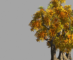 Populus euphratica-poplar-special tree 35