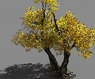 Populus euphratica-poplar-special tree 36